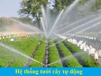 Hệ thống cấp nước tưới cây tự động