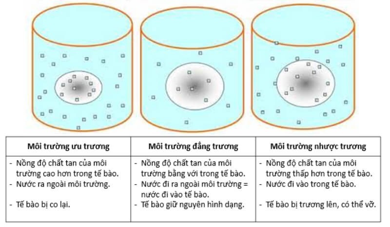 ap-suat-tham-thau-la-gi-2