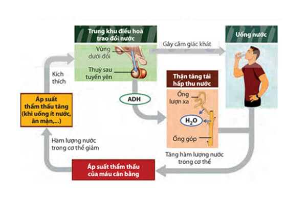ap-suat-tham-thau-la-gi-3